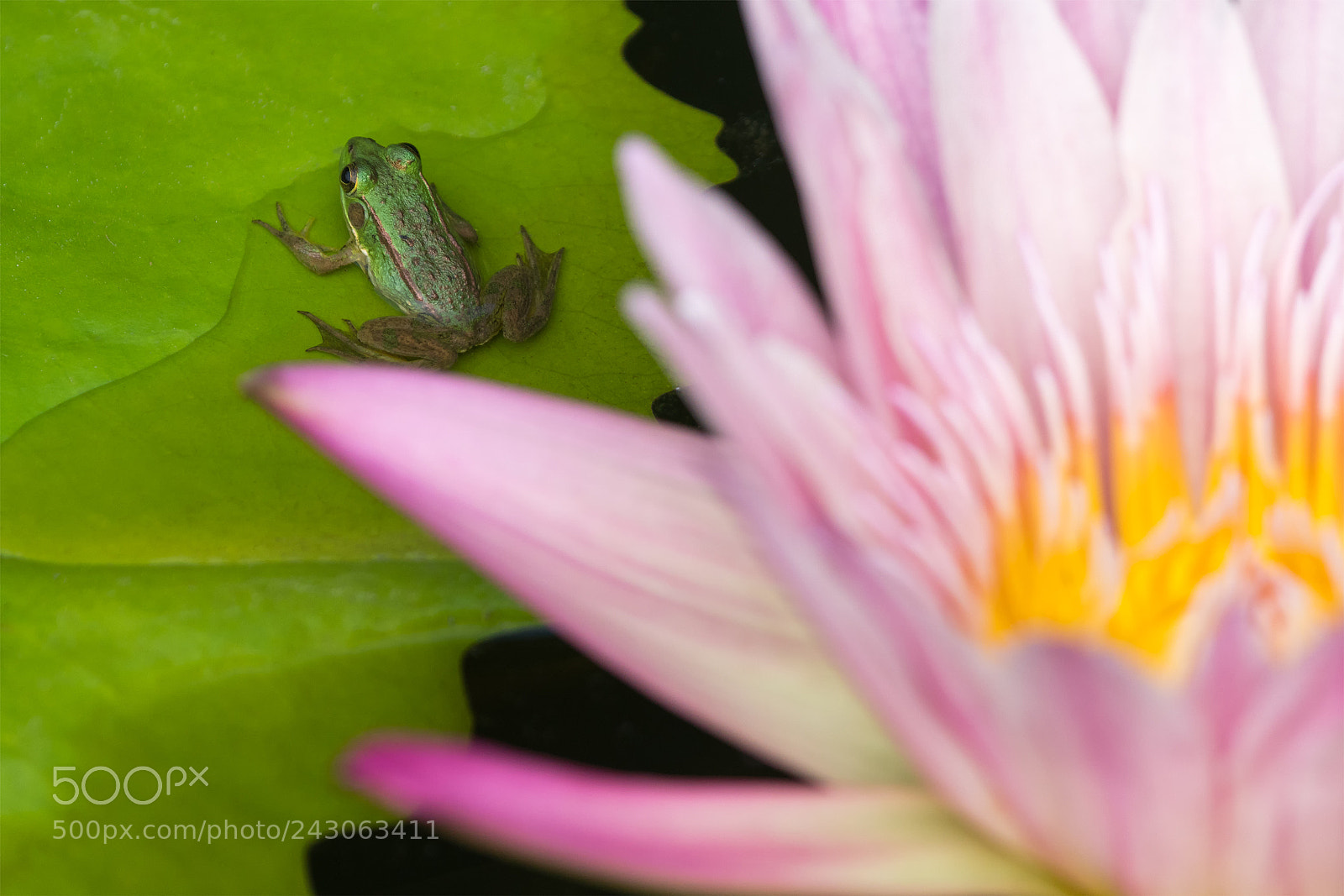 Sony a6300 sample photo. The frog on the photography