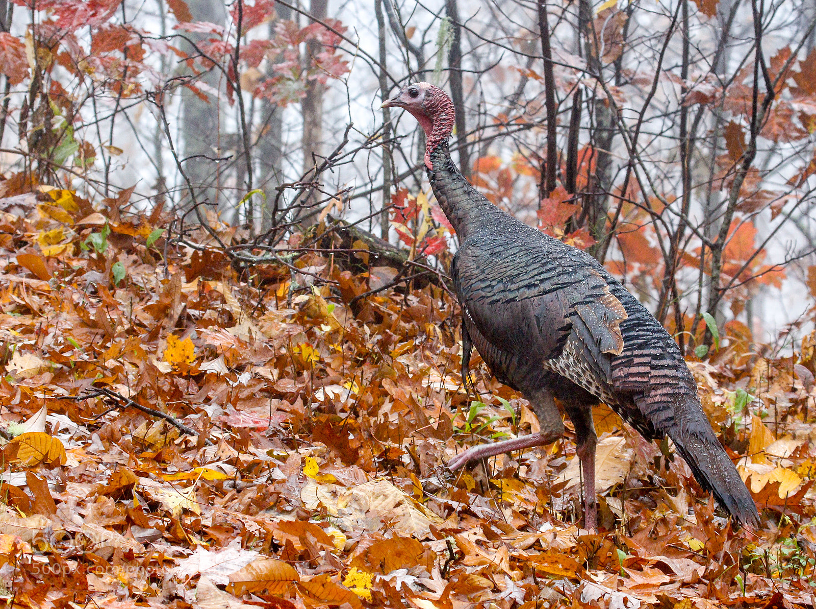 Canon EOS 7D Mark II sample photo. Wild turkey photography