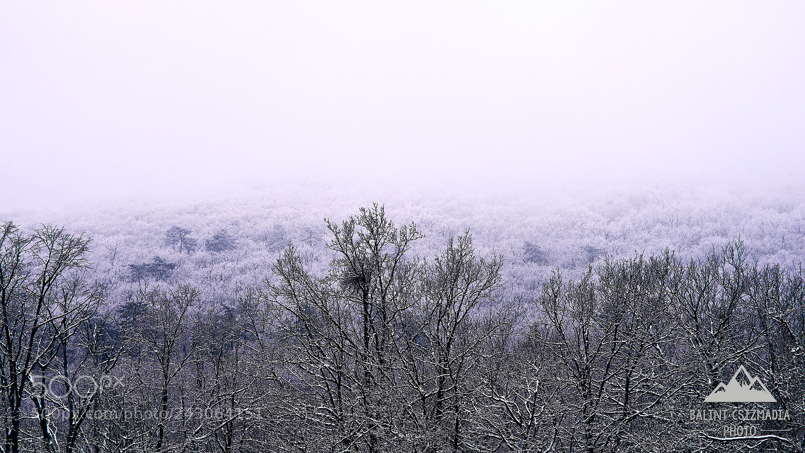 Nikon D610 sample photo. Fog photography