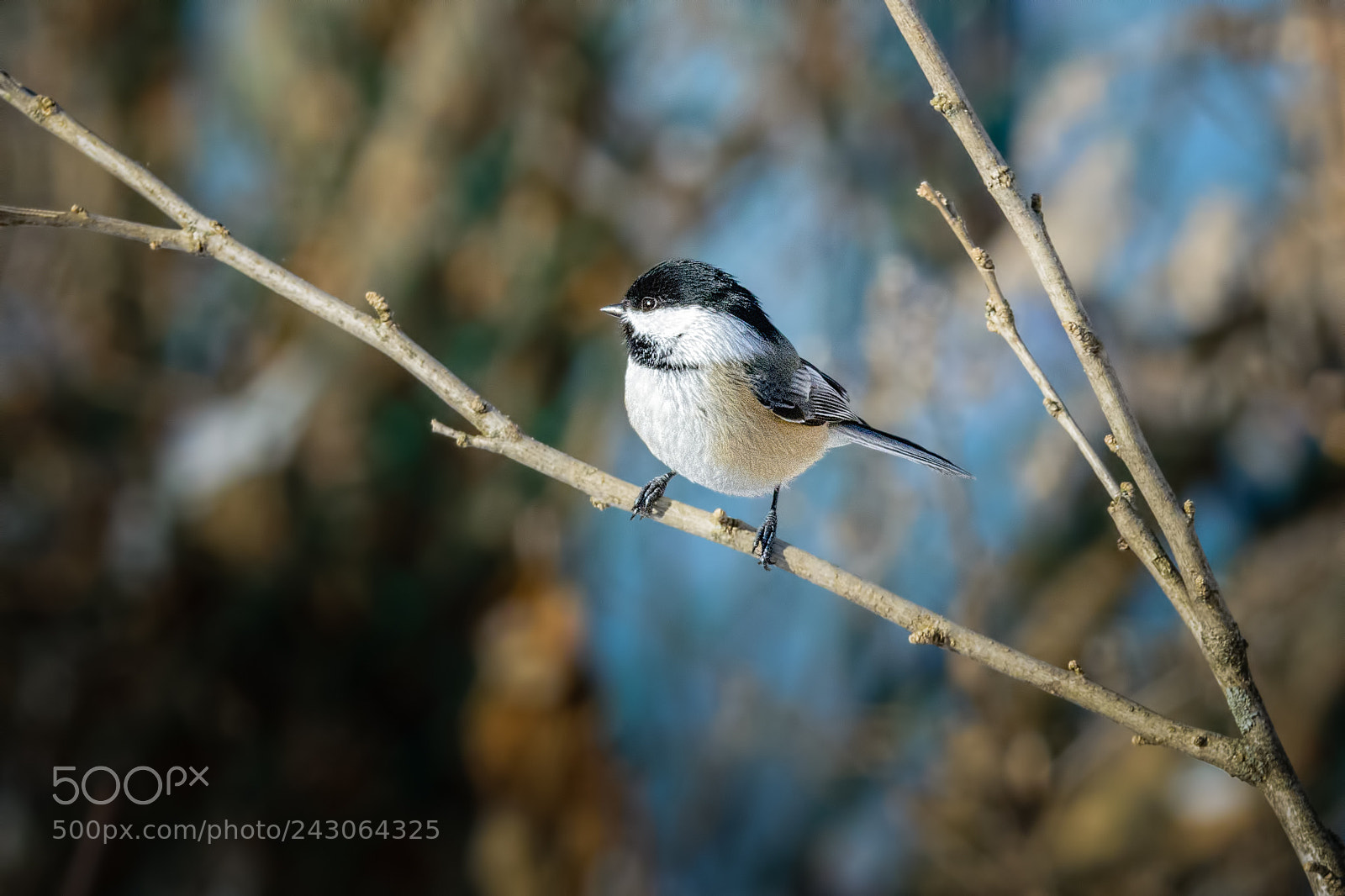 Nikon D7100 sample photo. Chick-a-dee-dee-dee photography