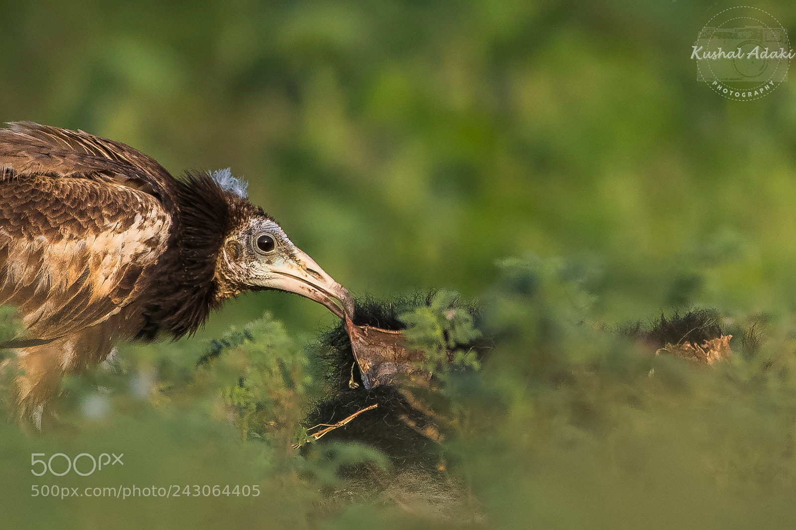 Nikon D500 sample photo. Egyptian vulture photography