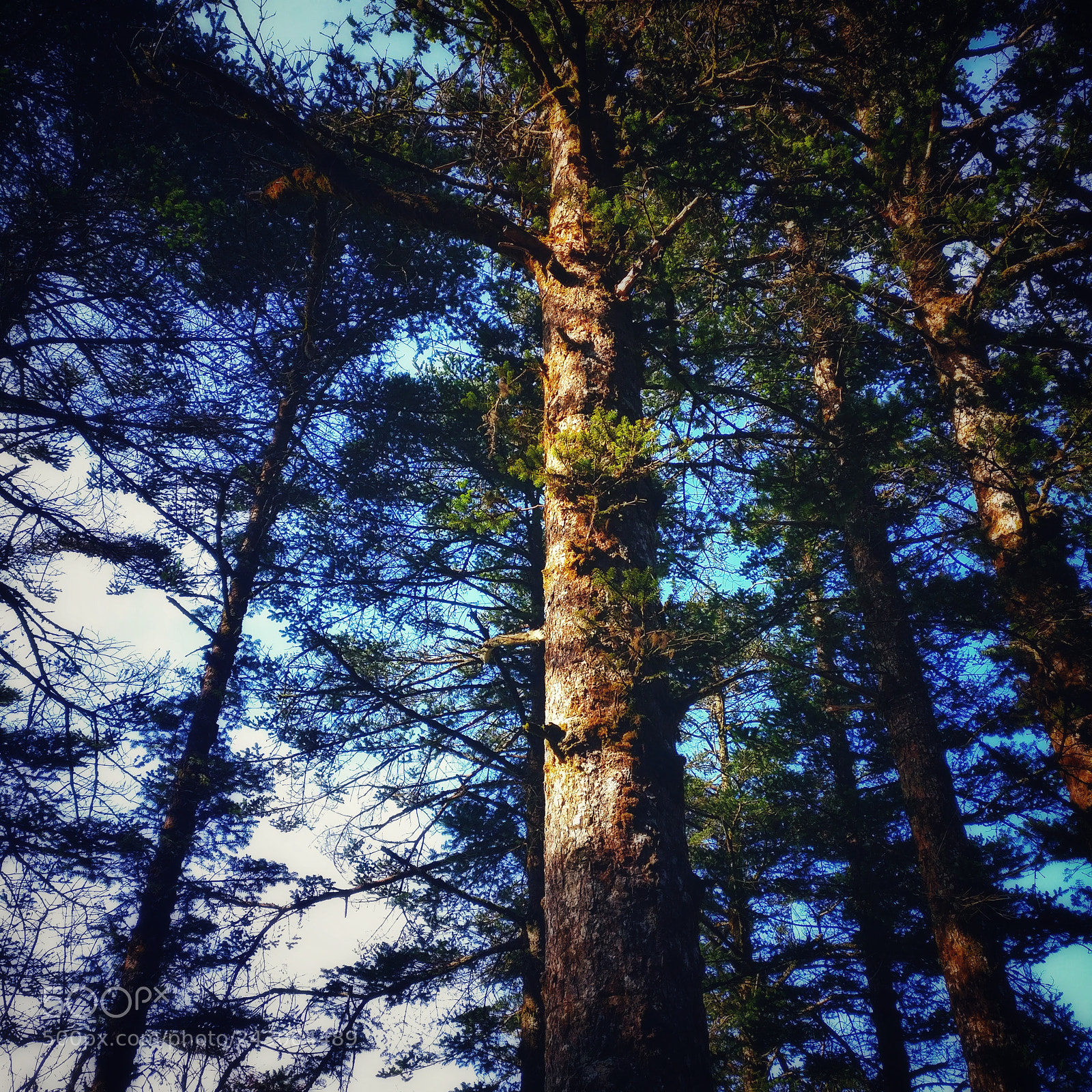 OnePlus A3010 sample photo. Untitled photography