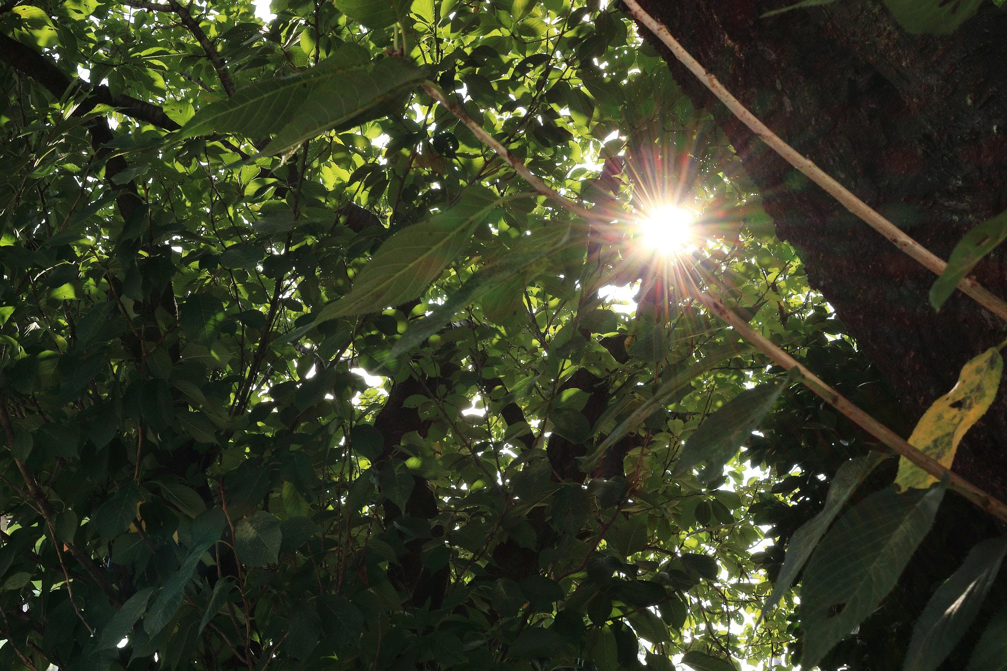 Canon EF-S 24mm F2.8 STM sample photo. 木漏れ日 photography