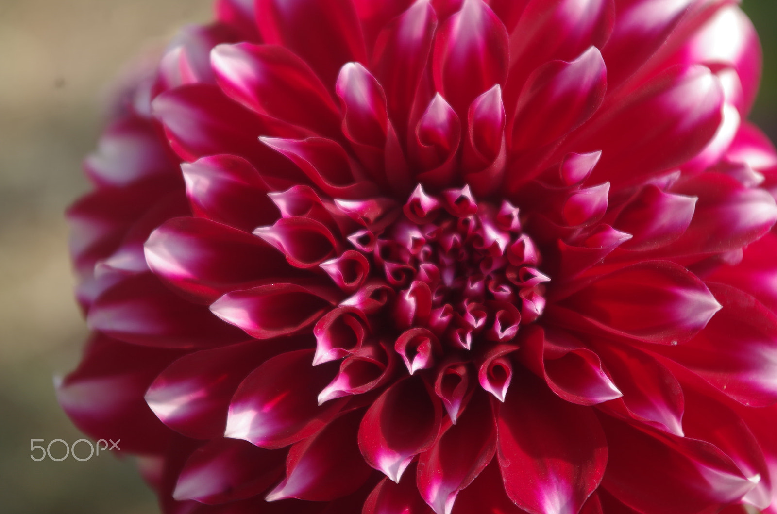 Pentax smc DA 18-55mm F3.5-5.6 AL WR sample photo. Flower! photography