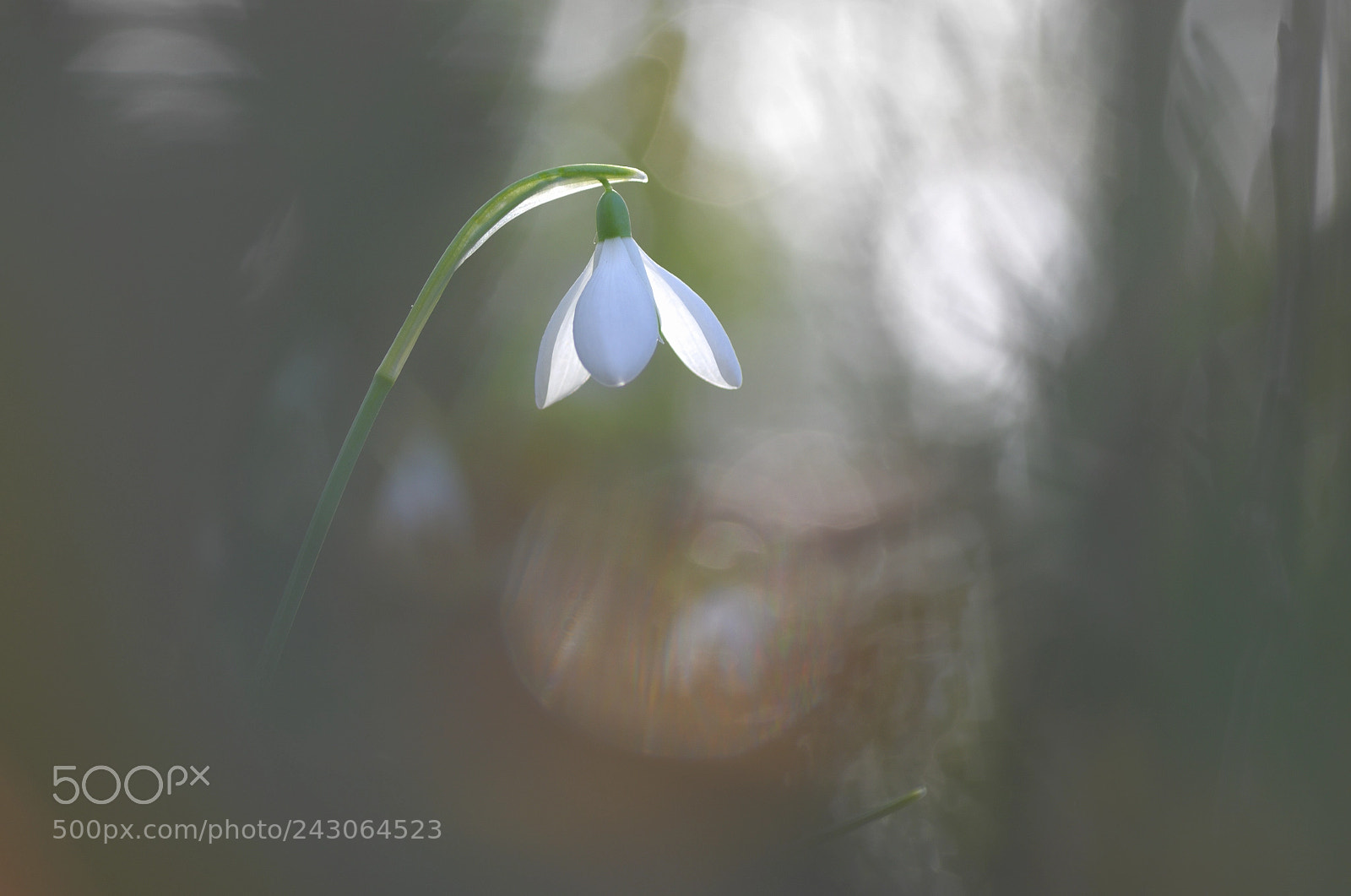 Pentax K-5 sample photo. Natural table lamp photography