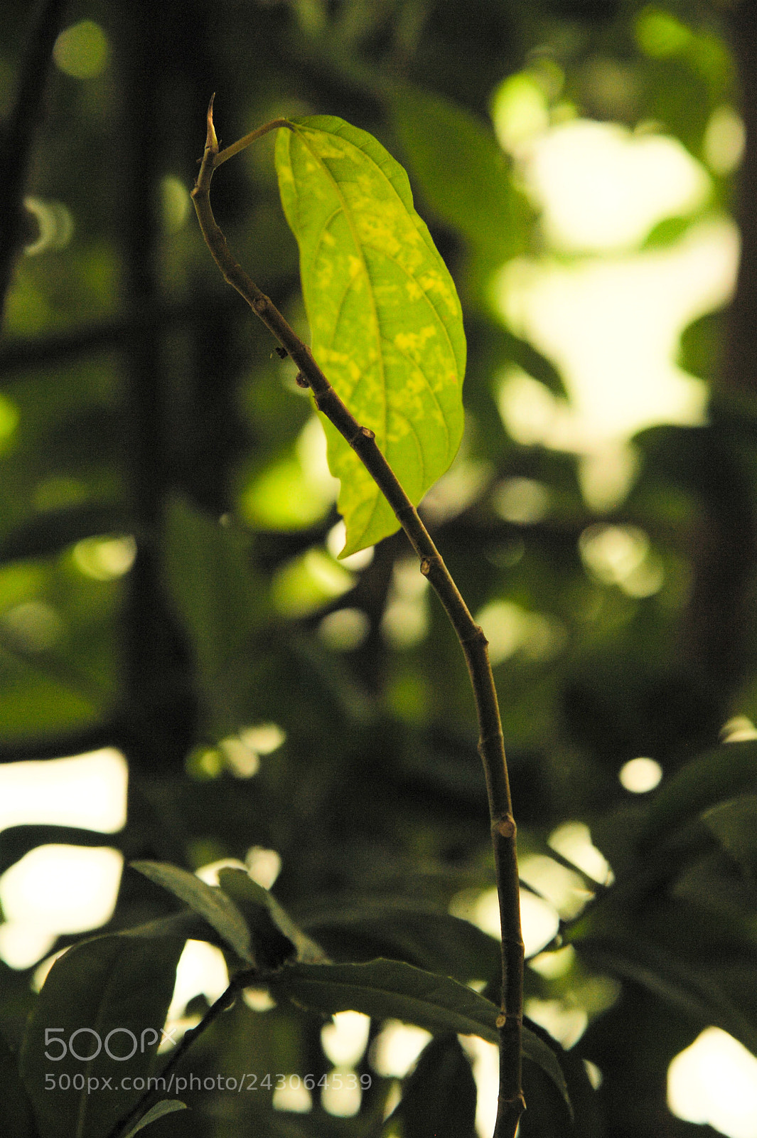Nikon D700 sample photo. Branch photography