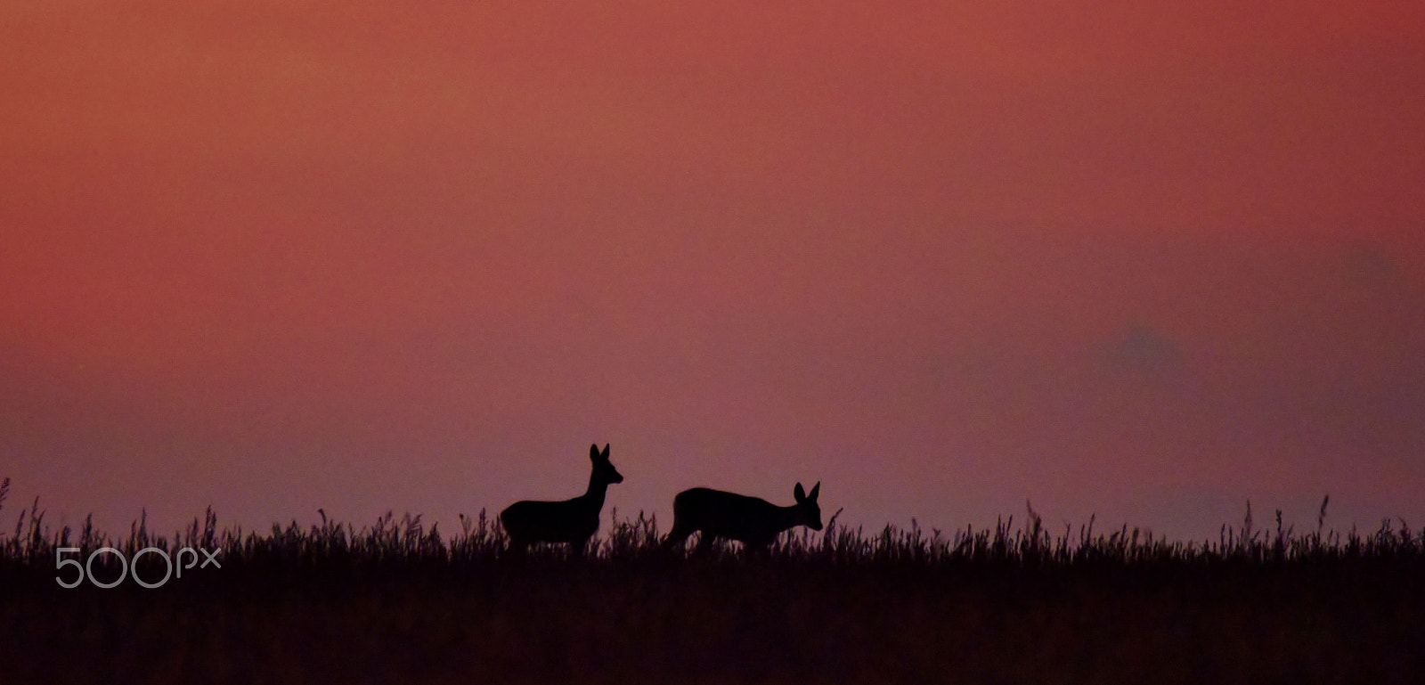 Sigma 120-400mm F4.5-5.6 DG OS HSM sample photo. Nightfall photography