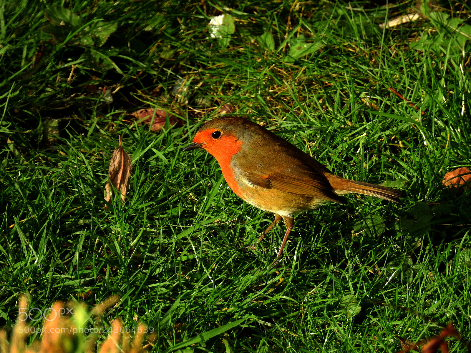 Nikon Coolpix P900 sample photo. Robin photography