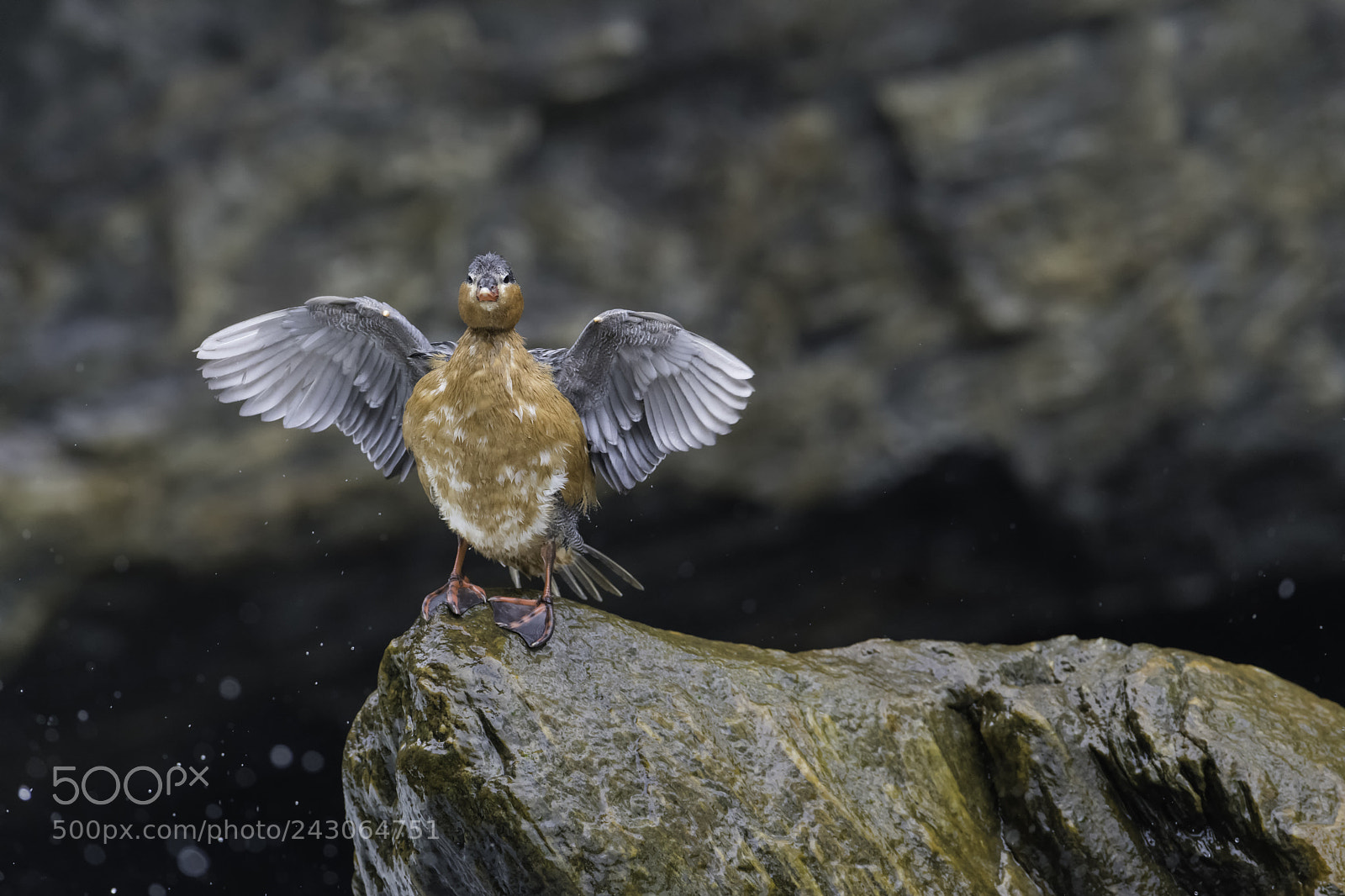 Nikon D850 sample photo. Torrent duck saying hello.... photography