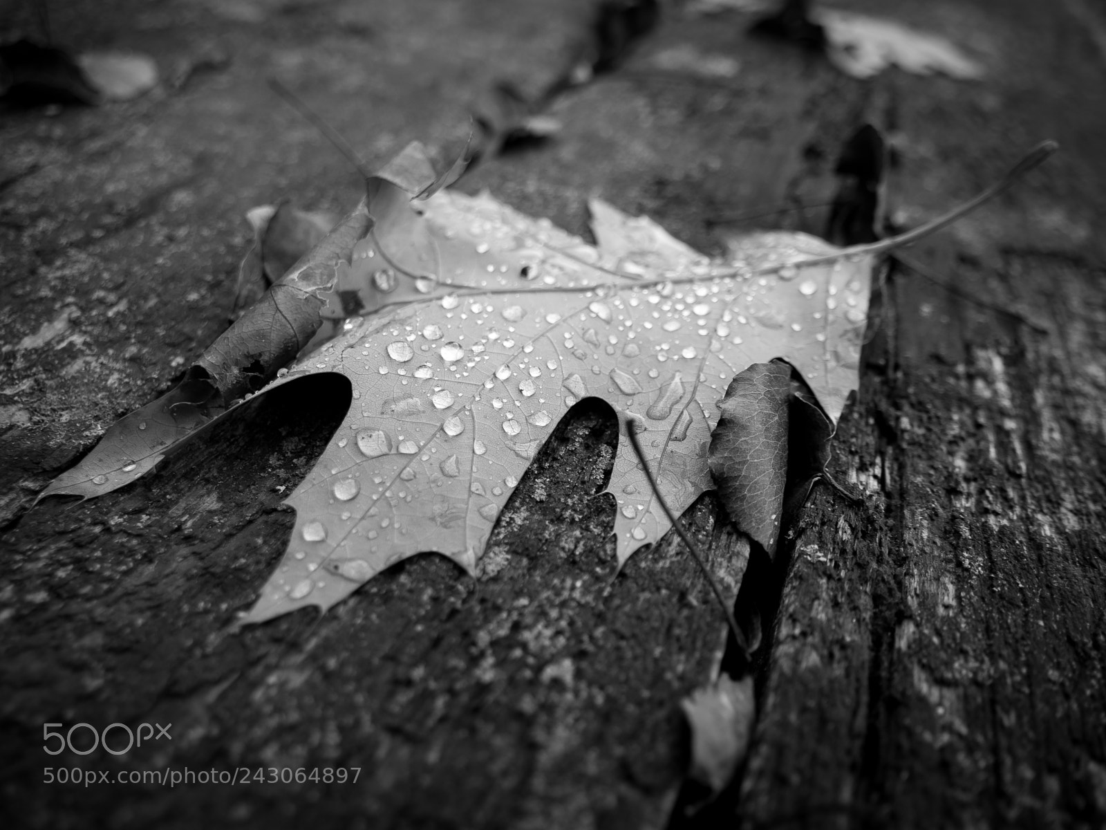 Panasonic Lumix DC-GH5 sample photo. Raindrops photography