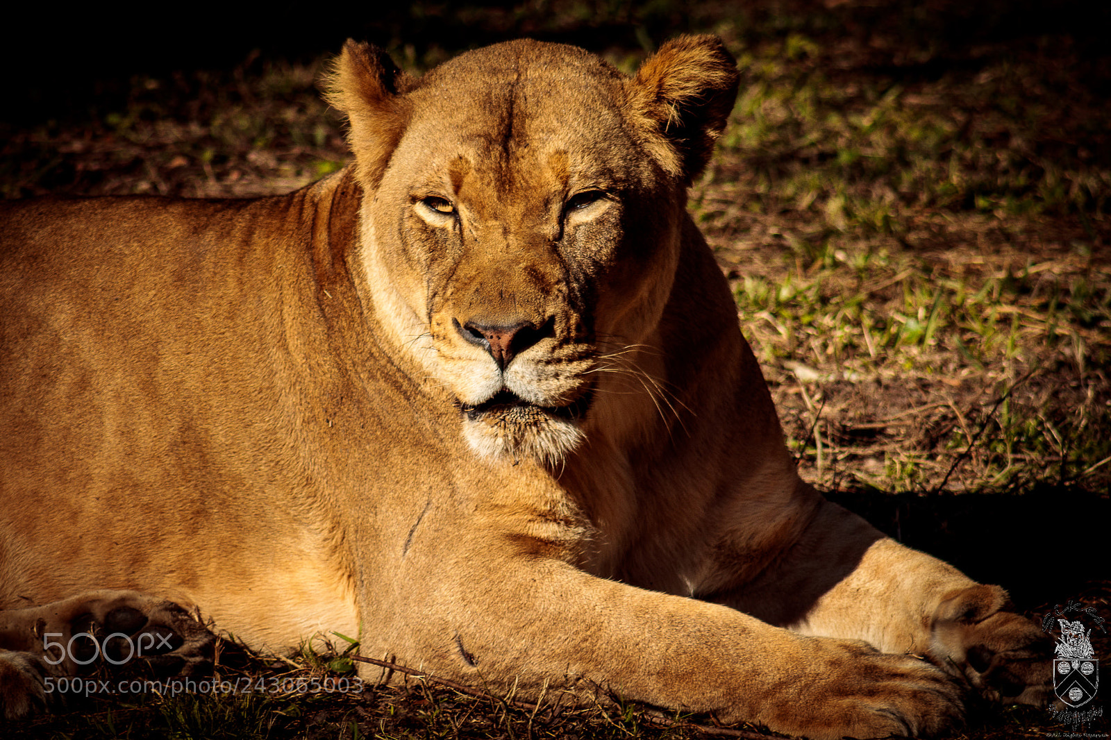 Canon EOS 800D (EOS Rebel T7i / EOS Kiss X9i) sample photo. Lioness photography