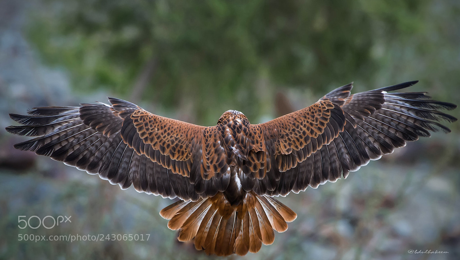 Nikon D7200 sample photo. 'landing'  spotted eagle photography