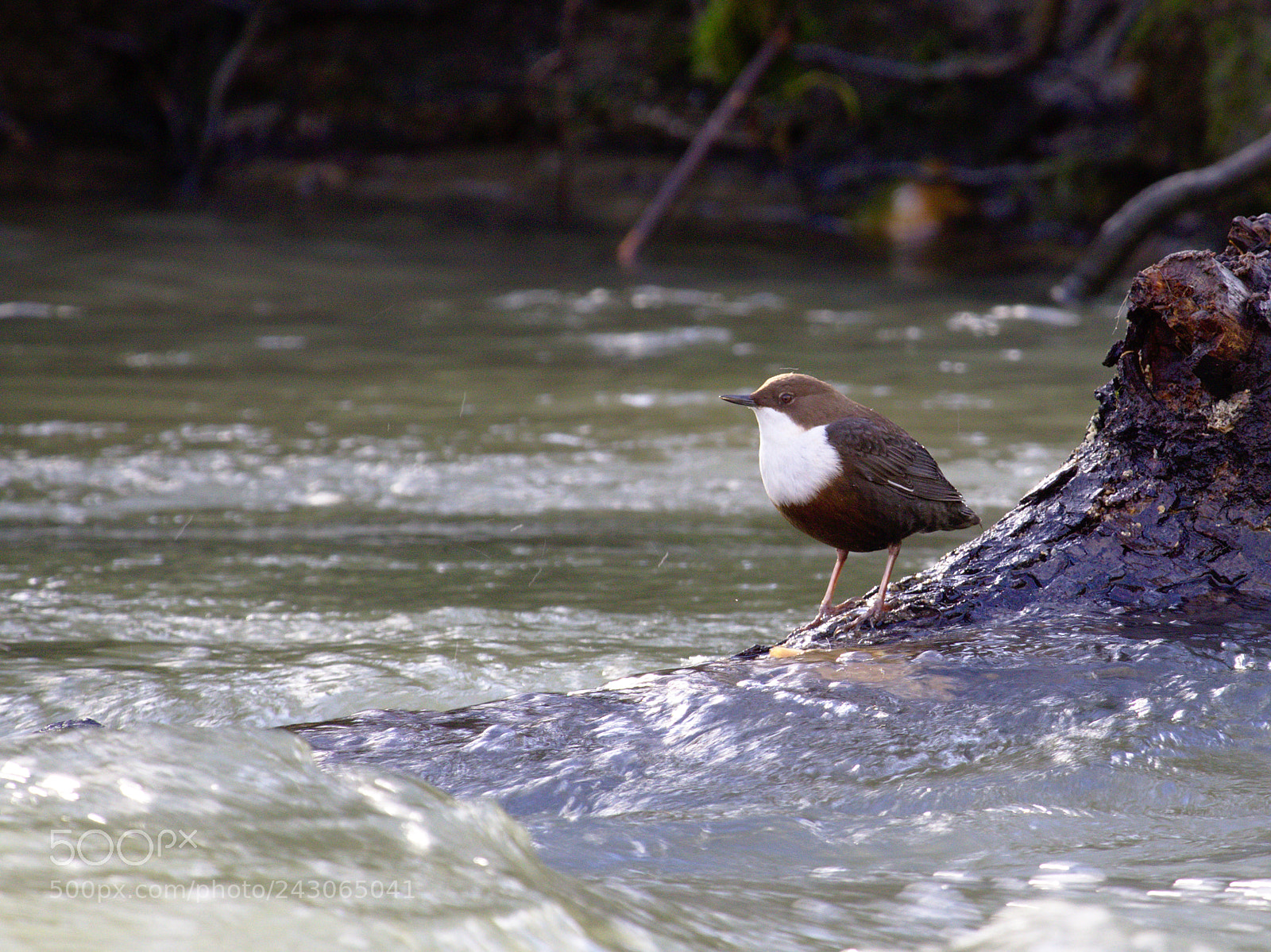 Olympus OM-D E-M10 sample photo. Down the stream photography