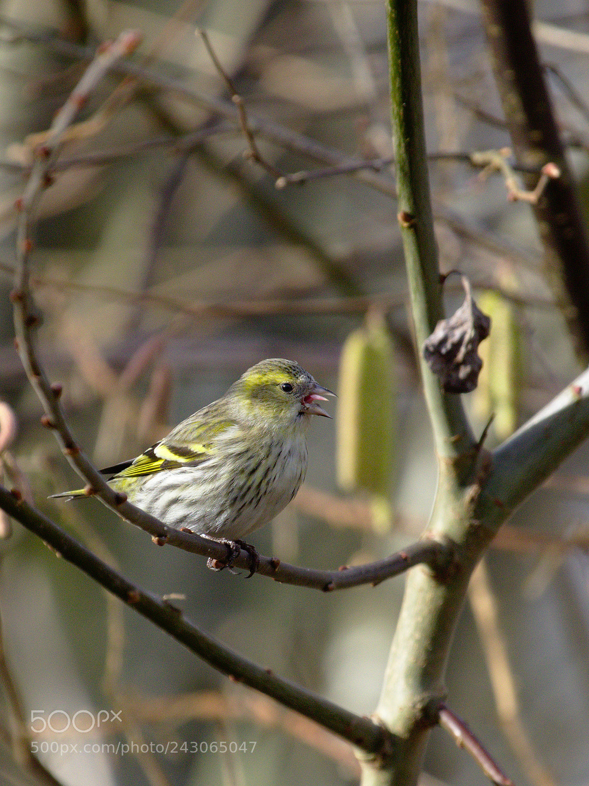 Olympus OM-D E-M10 sample photo. Miss siskin photography