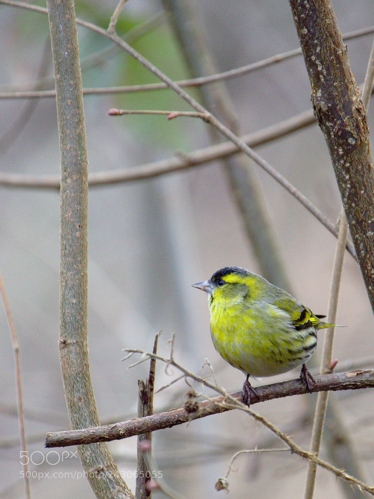 Olympus OM-D E-M10 sample photo. Mister siskin photography
