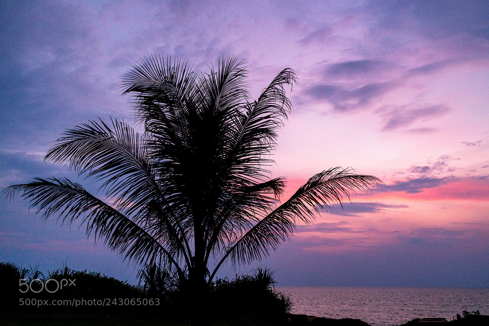 Sony a7R II sample photo. Palm tree at phuket photography