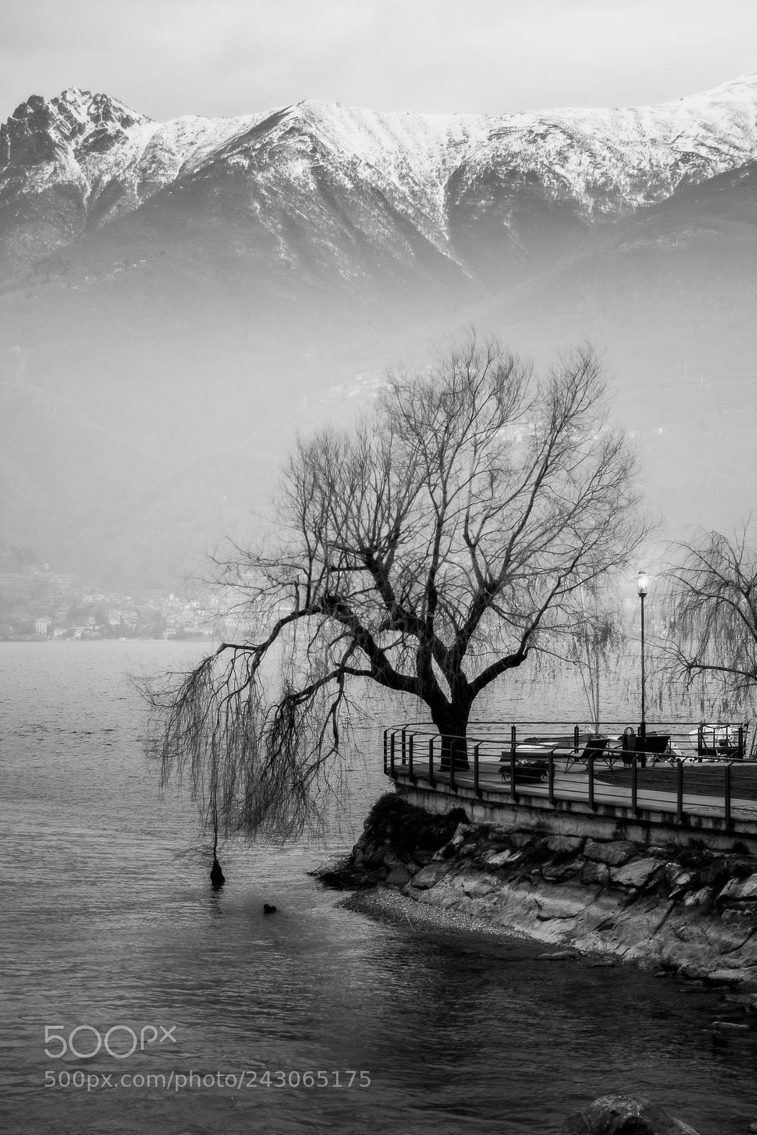 Nikon D7200 sample photo. The tree that touched photography