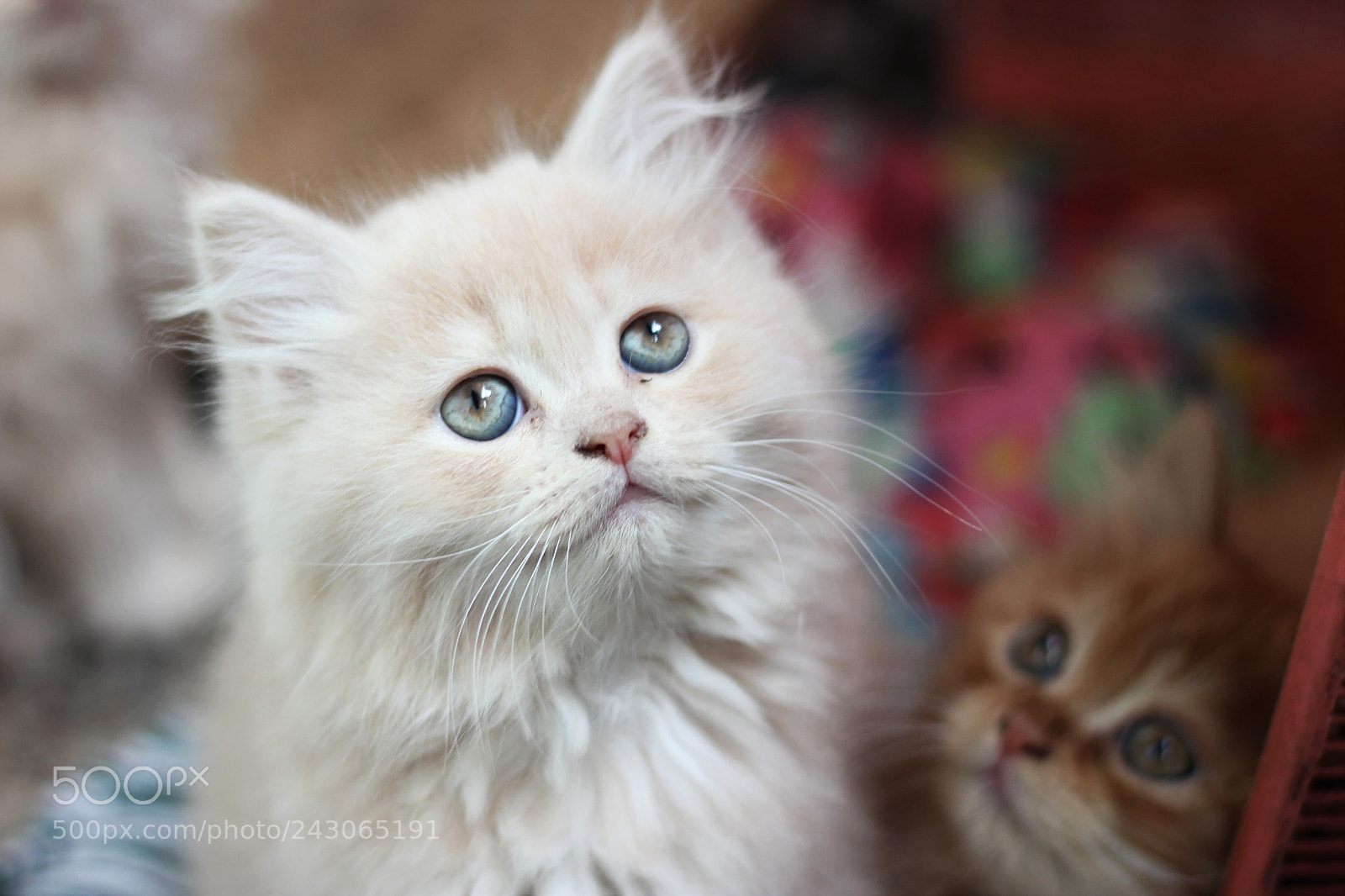 Canon EOS 550D (EOS Rebel T2i / EOS Kiss X4) sample photo. Blue eyes photography