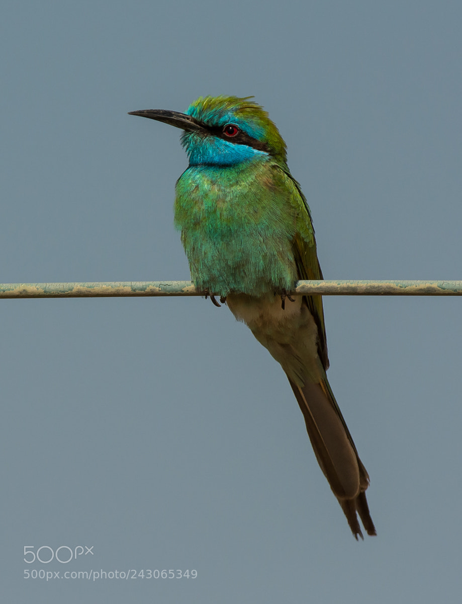 Nikon D7100 sample photo. Green bee-eater photography