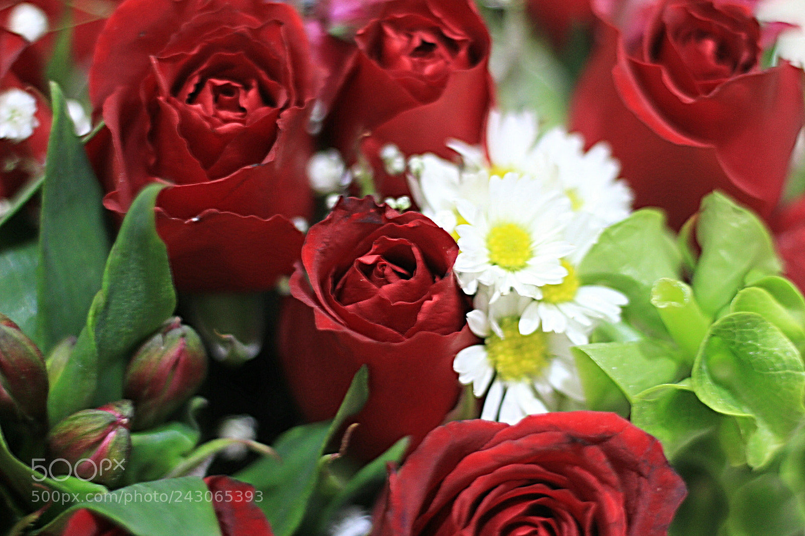 Canon EOS 1300D (EOS Rebel T6 / EOS Kiss X80) sample photo. Rosas photography