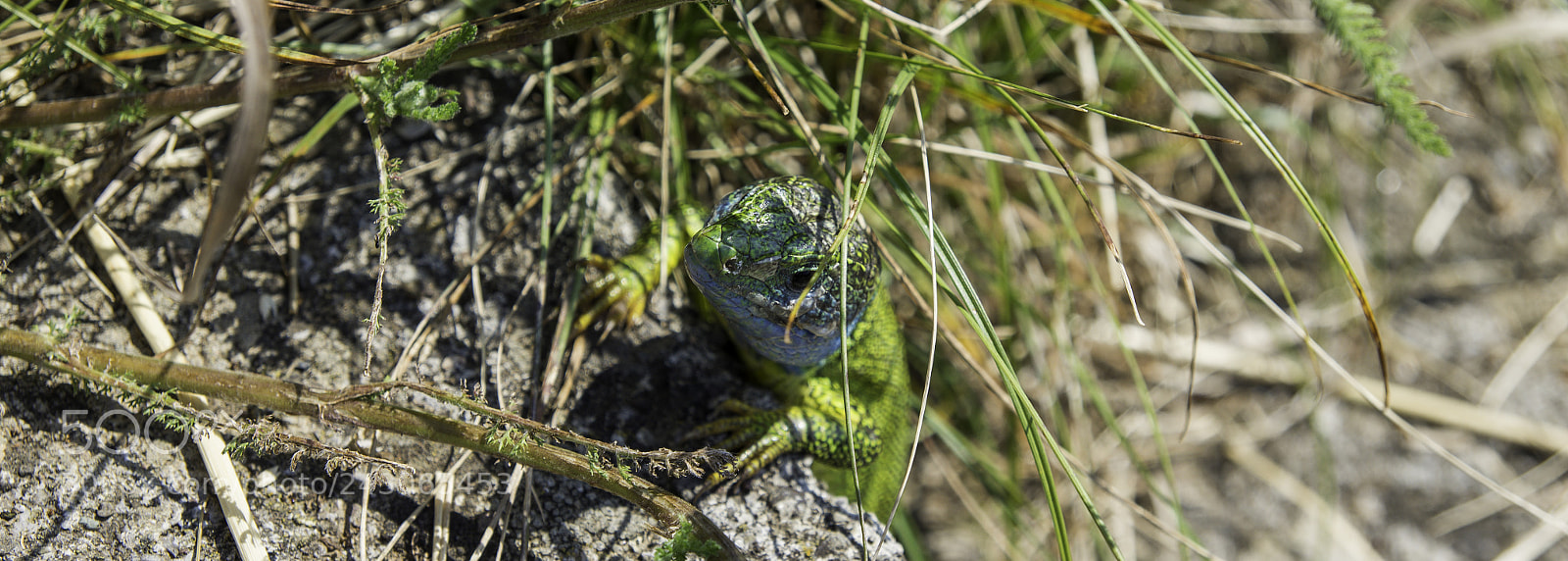 Pentax K-5 IIs sample photo. Green gecko enjoying the photography