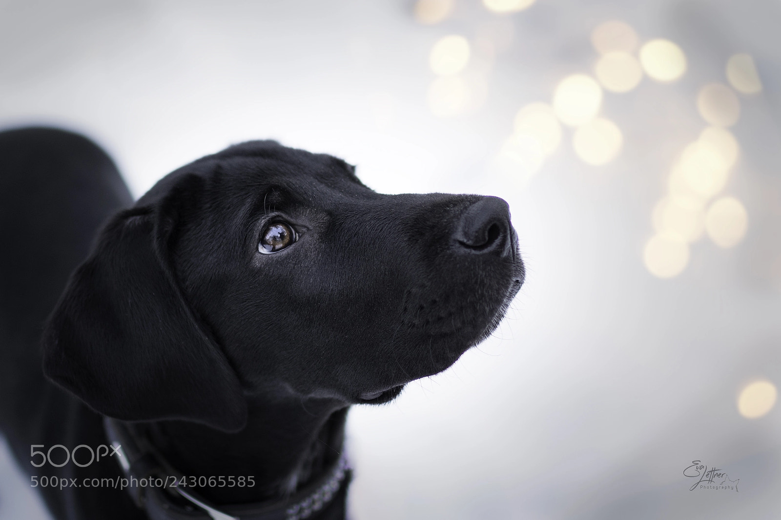 Canon EOS 7D Mark II sample photo. Sammy photography