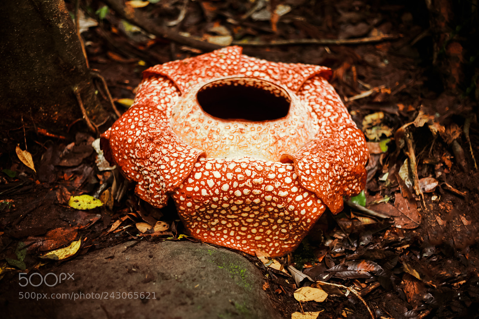 Canon EOS 5D sample photo. Rafflesia arnoldi photography