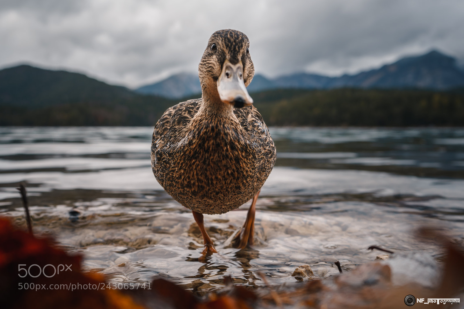 Sony a7 sample photo. Duck at eibsee in photography