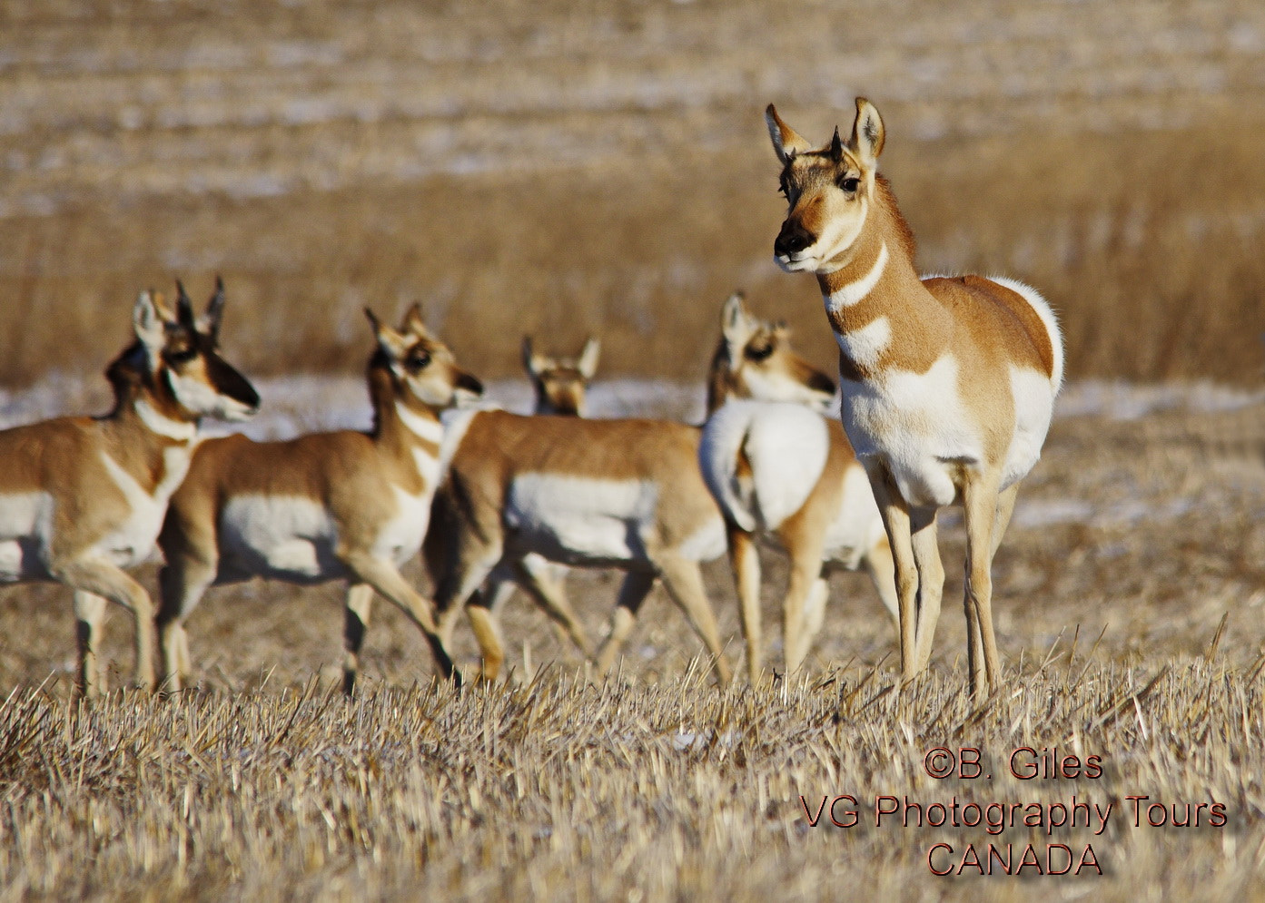 Sigma 150-500mm F5-6.3 DG OS HSM sample photo. Pronghorn photography