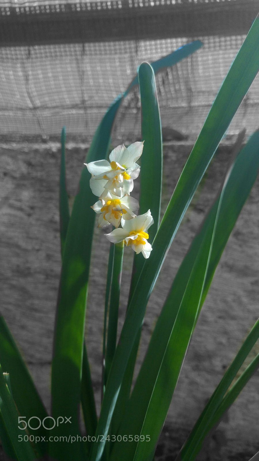 LG G4 sample photo. Untitled photography