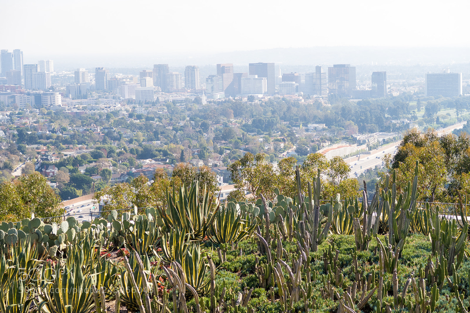 Canon PowerShot G7 X Mark II sample photo. Cacti skyline photography