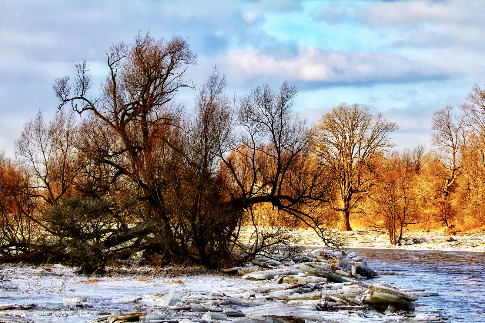 Canon EOS 60D sample photo. Winter trees photography