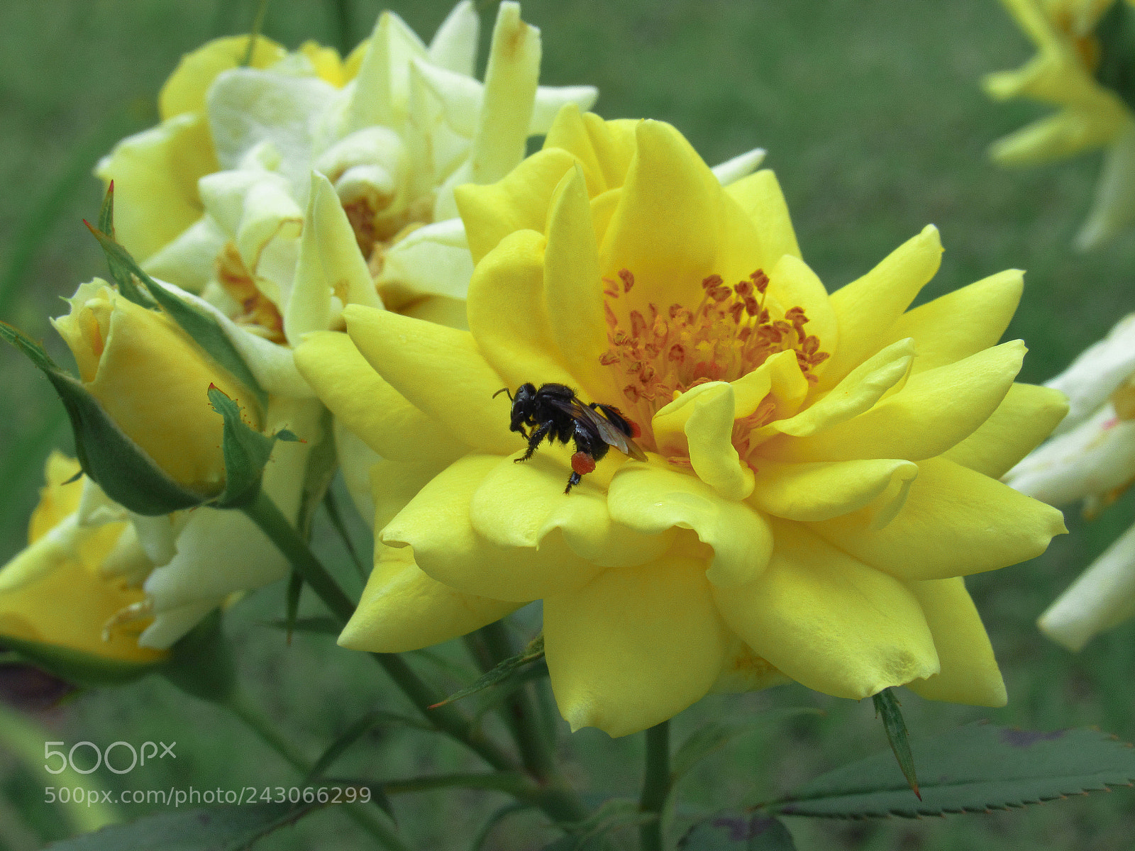 Canon PowerShot SX520 HS sample photo. Rosa photography