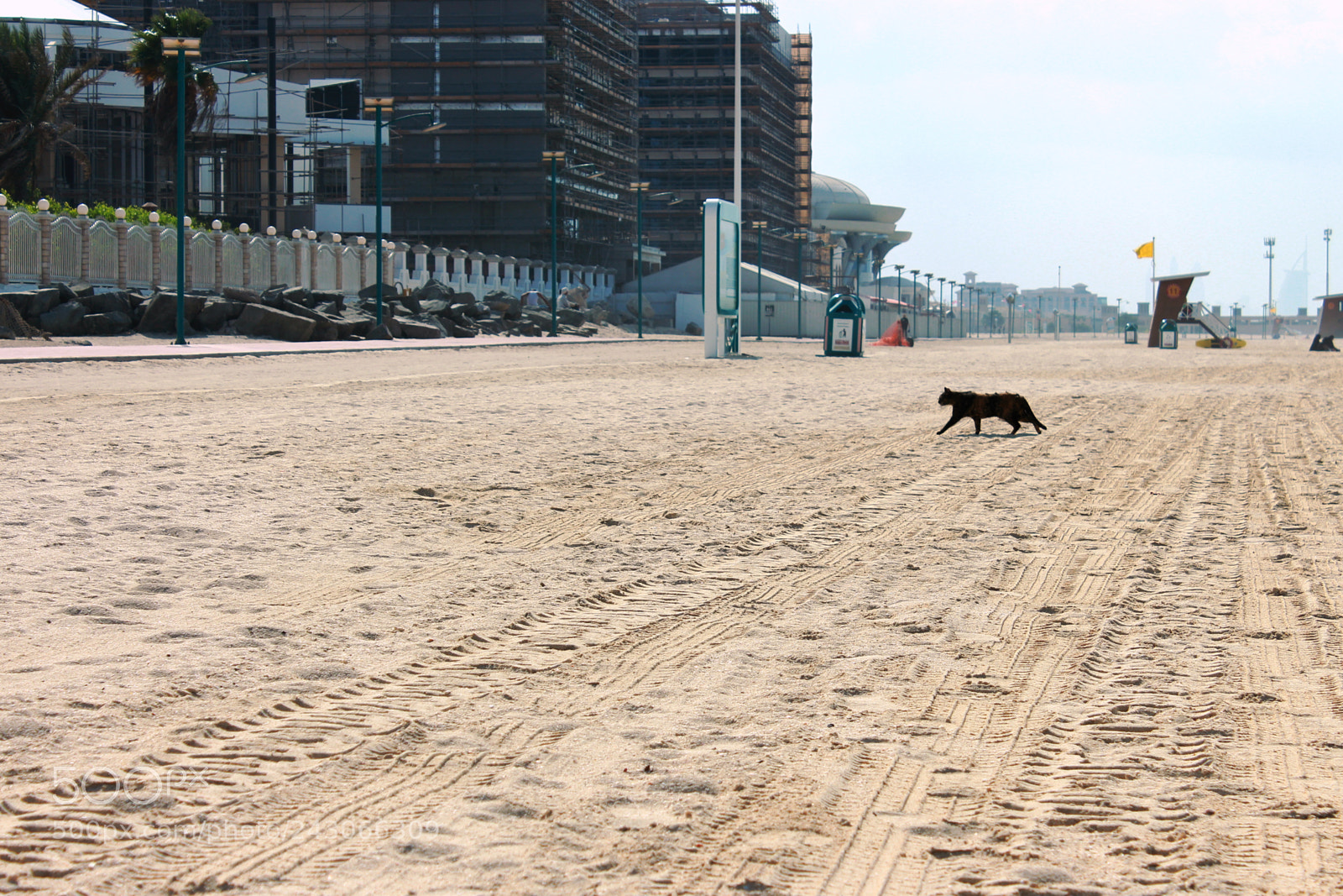 Canon EOS 650D (EOS Rebel T4i / EOS Kiss X6i) sample photo. Cat on the beach photography