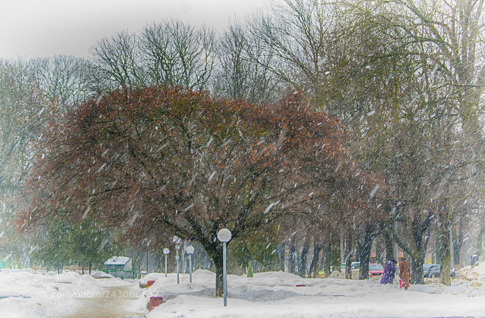 Sony Alpha DSLR-A390 sample photo. Falling snow photography