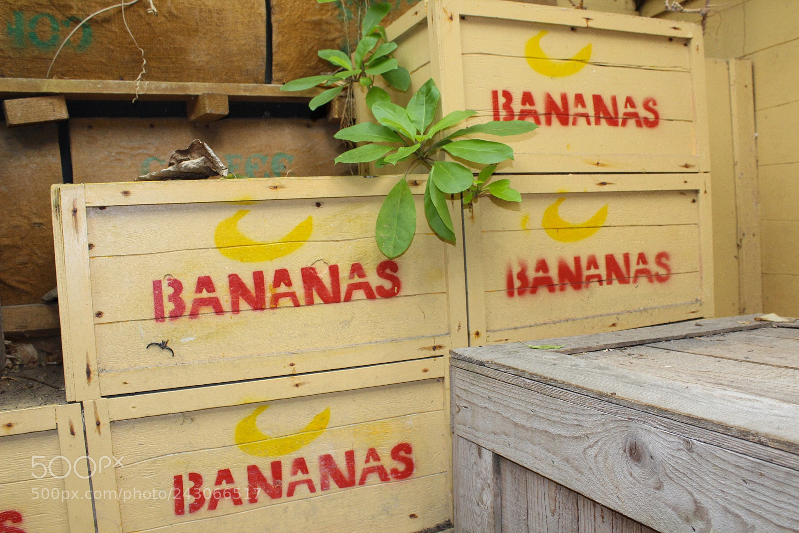 Canon EOS 1300D (EOS Rebel T6 / EOS Kiss X80) sample photo. Bananas photography