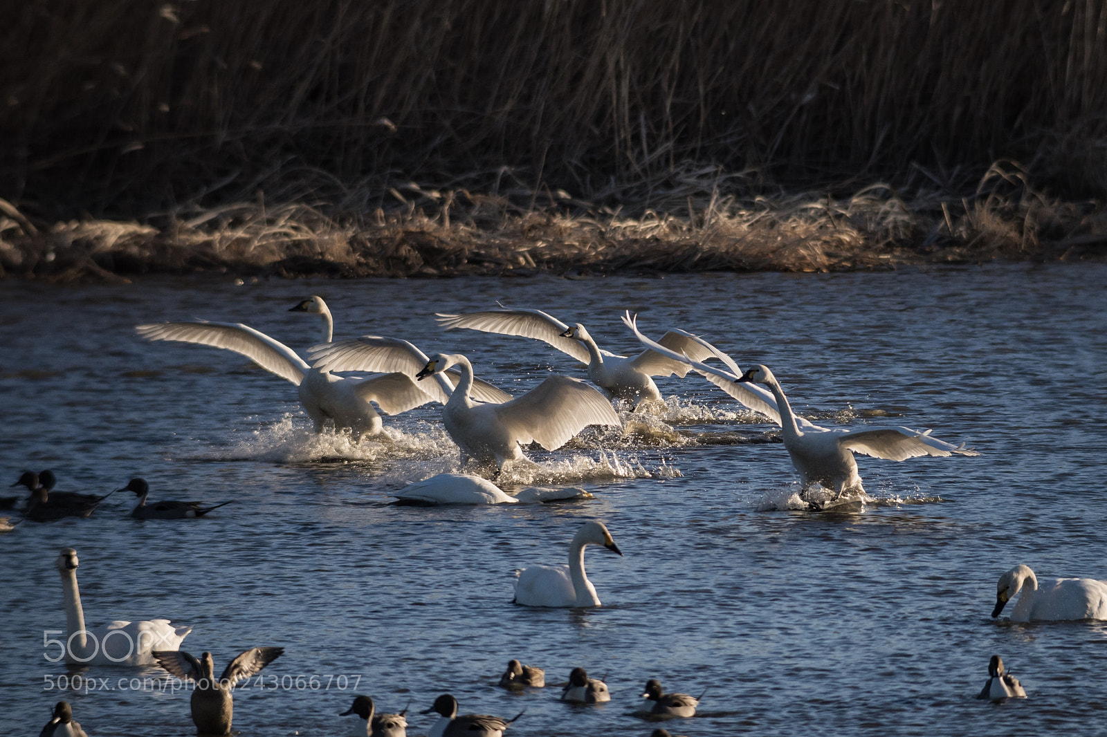 Pentax K-1 sample photo. Everything is arriving. photography