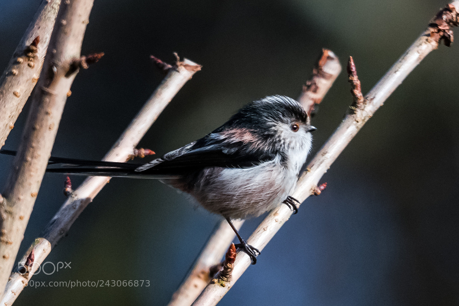 Nikon D850 sample photo. Long tailed tit photography