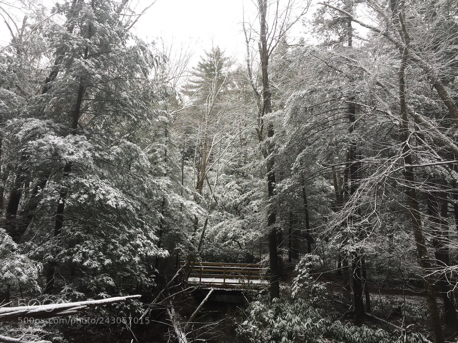Apple iPhone 6 sample photo. The black forest photography