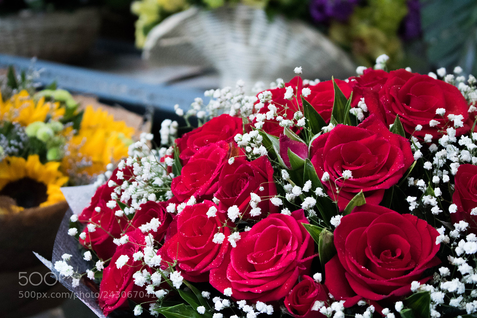 Canon EOS 750D (EOS Rebel T6i / EOS Kiss X8i) sample photo. Red roses photography