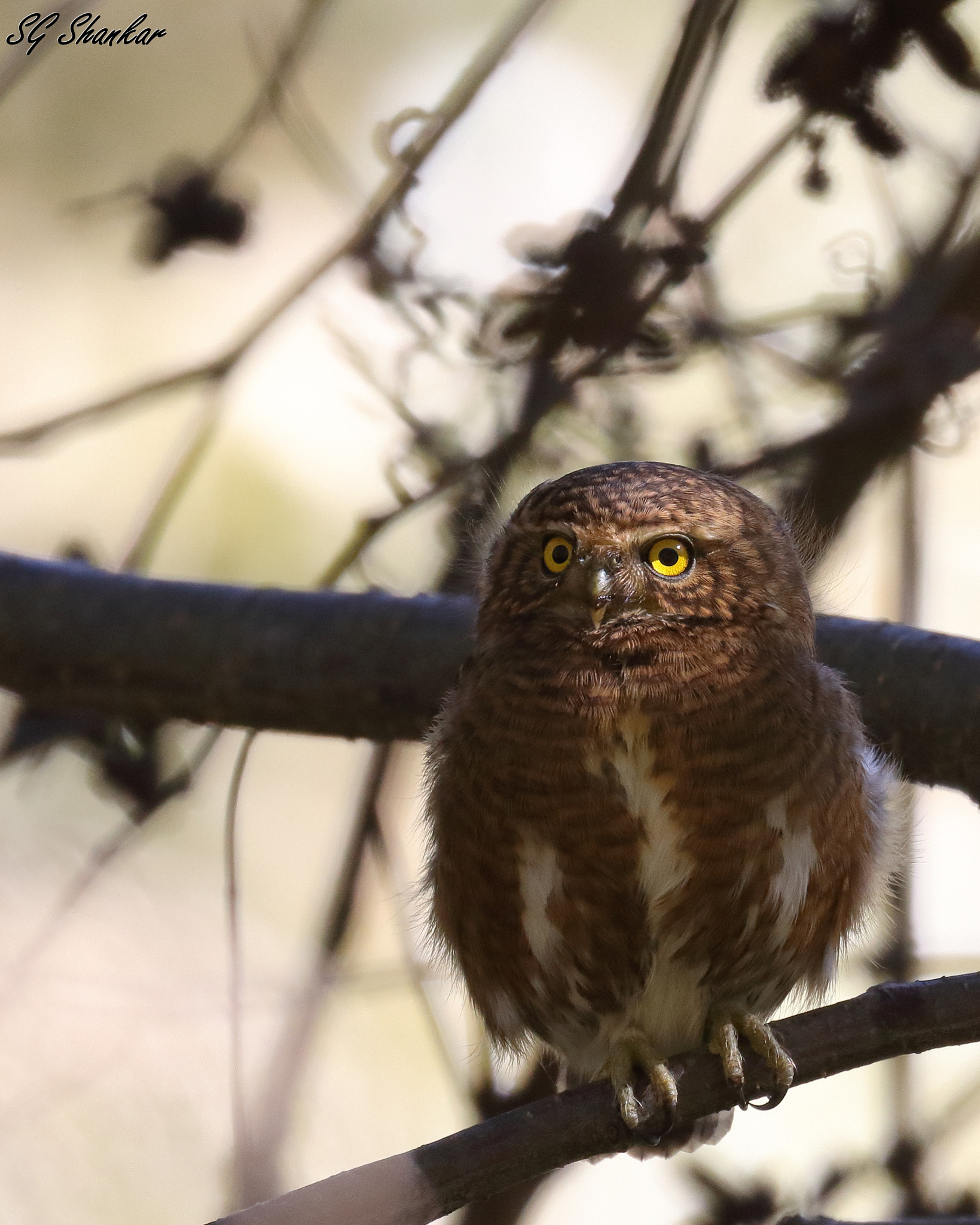 Canon EOS 7D Mark II sample photo. Collared owlet (glaucidium brodiei) photography