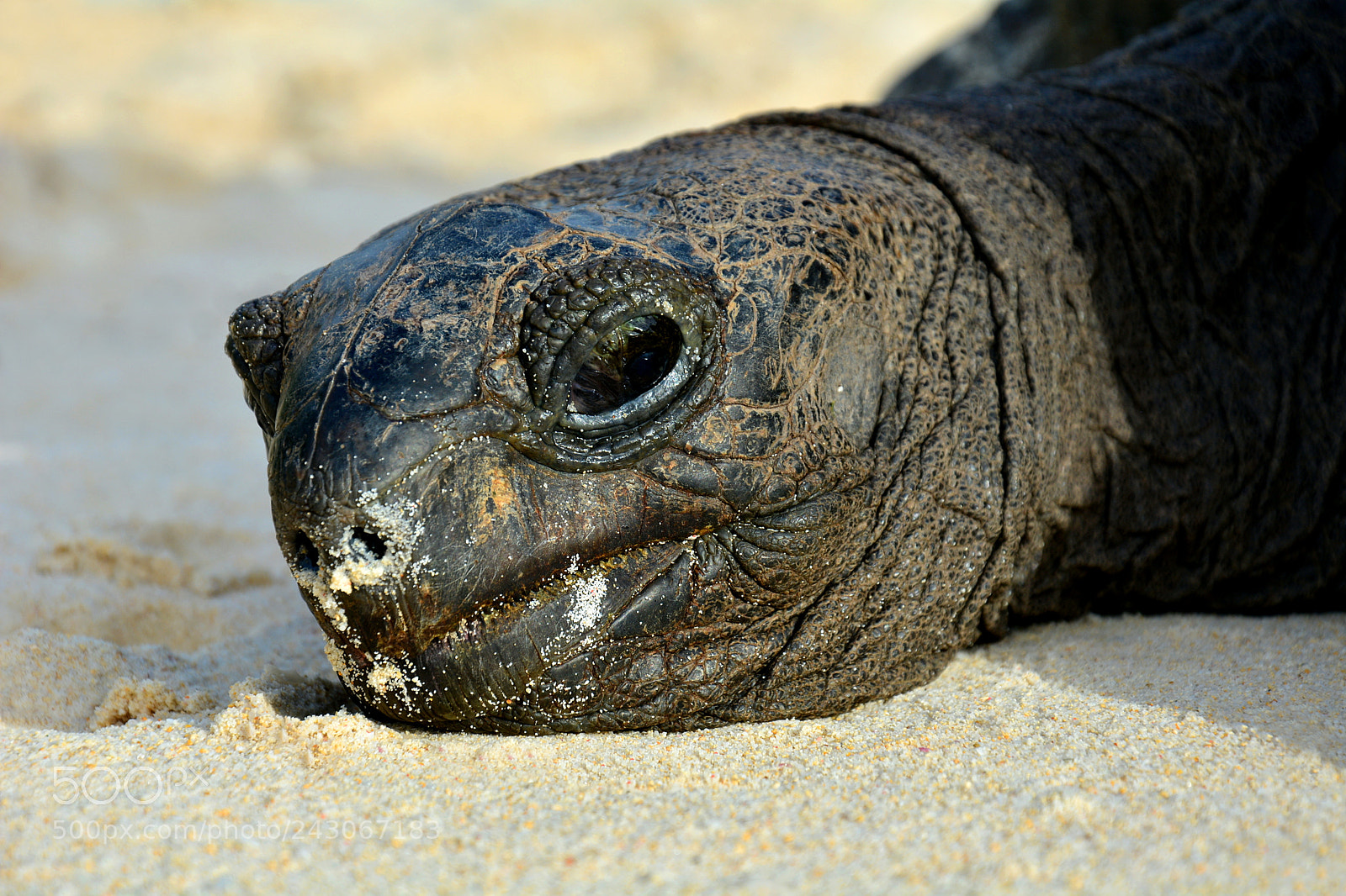 Nikon D5200 sample photo. Aldabra giant tortoise, seychelles photography