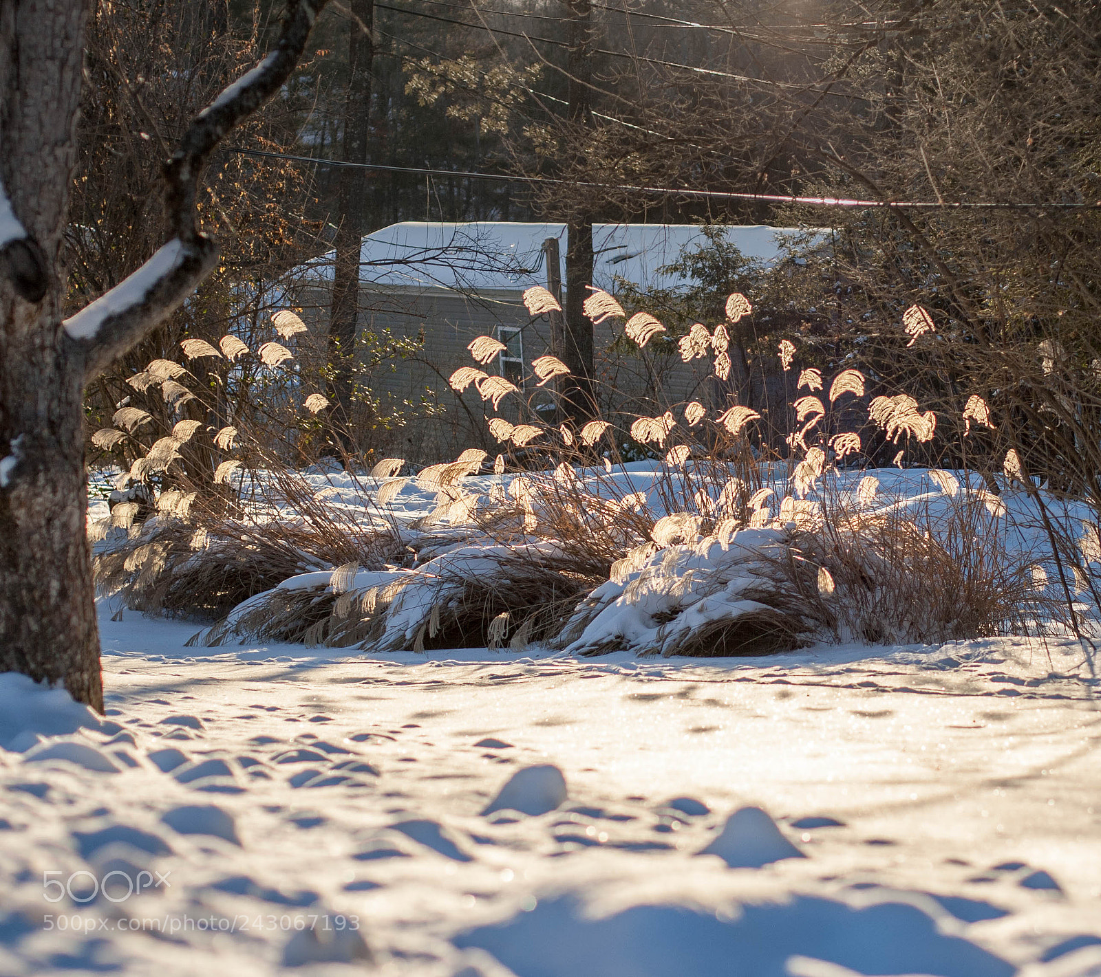 Canon EOS 400D (EOS Digital Rebel XTi / EOS Kiss Digital X) sample photo. Morning snow photography