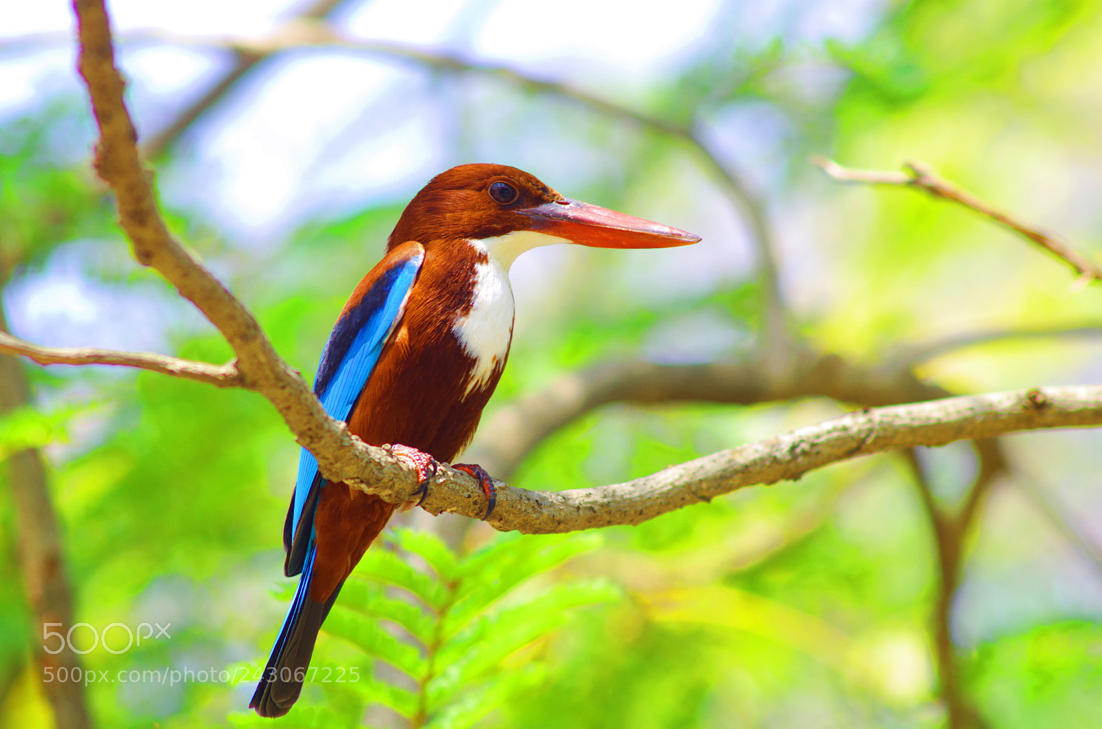 Pentax K-500 sample photo. White throated kingfisher photography