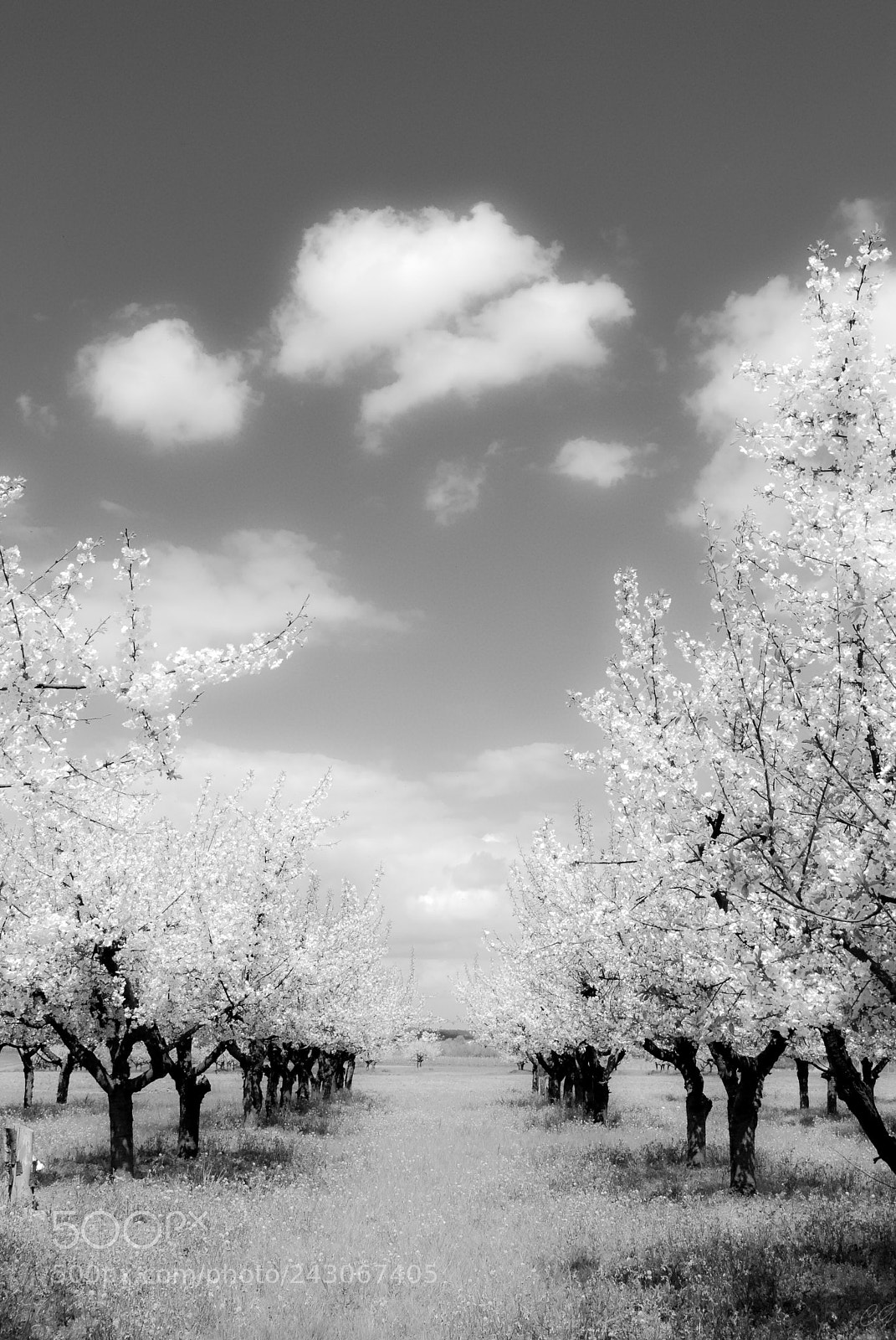 Nikon D80 sample photo. L photography