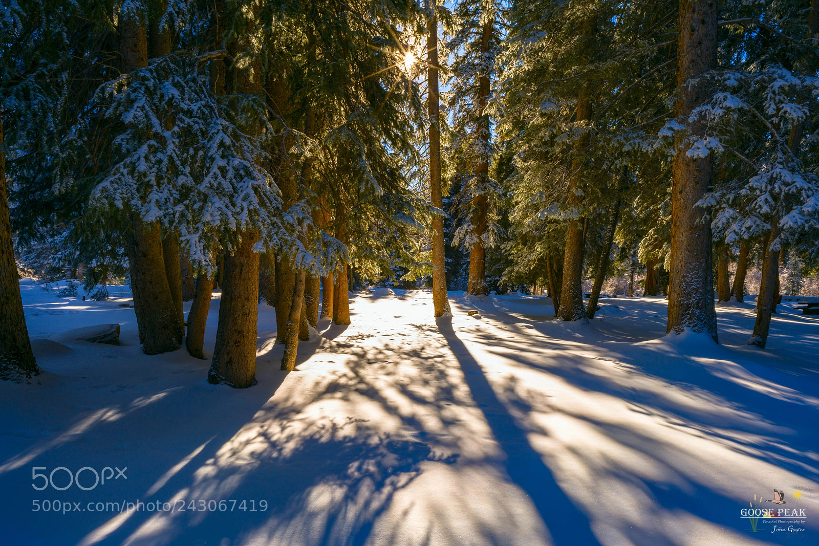 Sony a7R II sample photo. Sunlight through trees photography