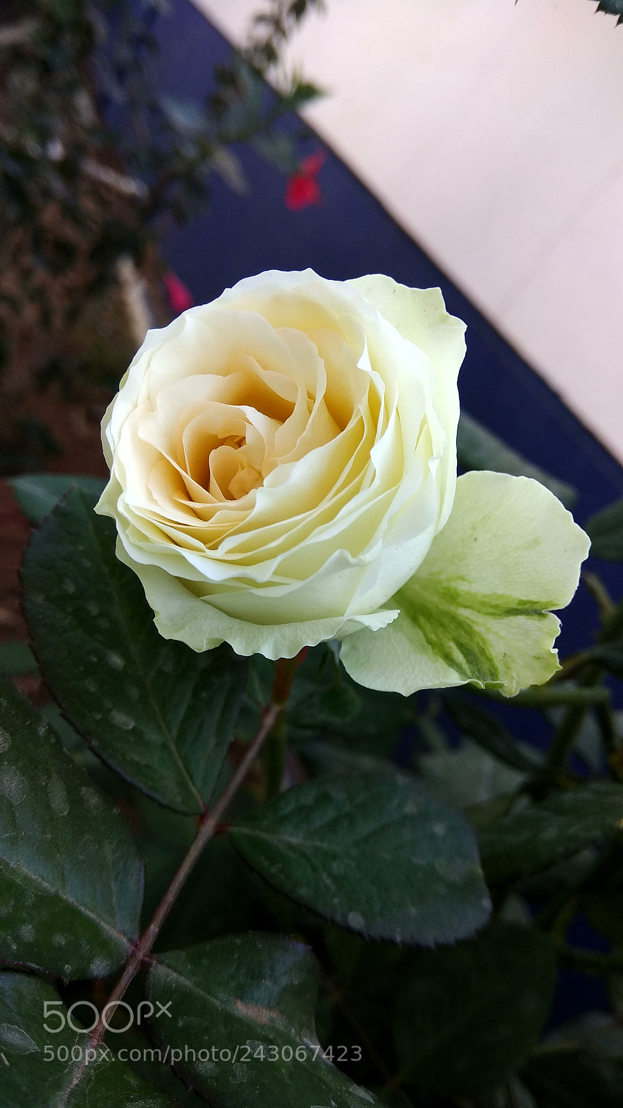 Xiaomi Redmi Note 4 sample photo. White rose photography