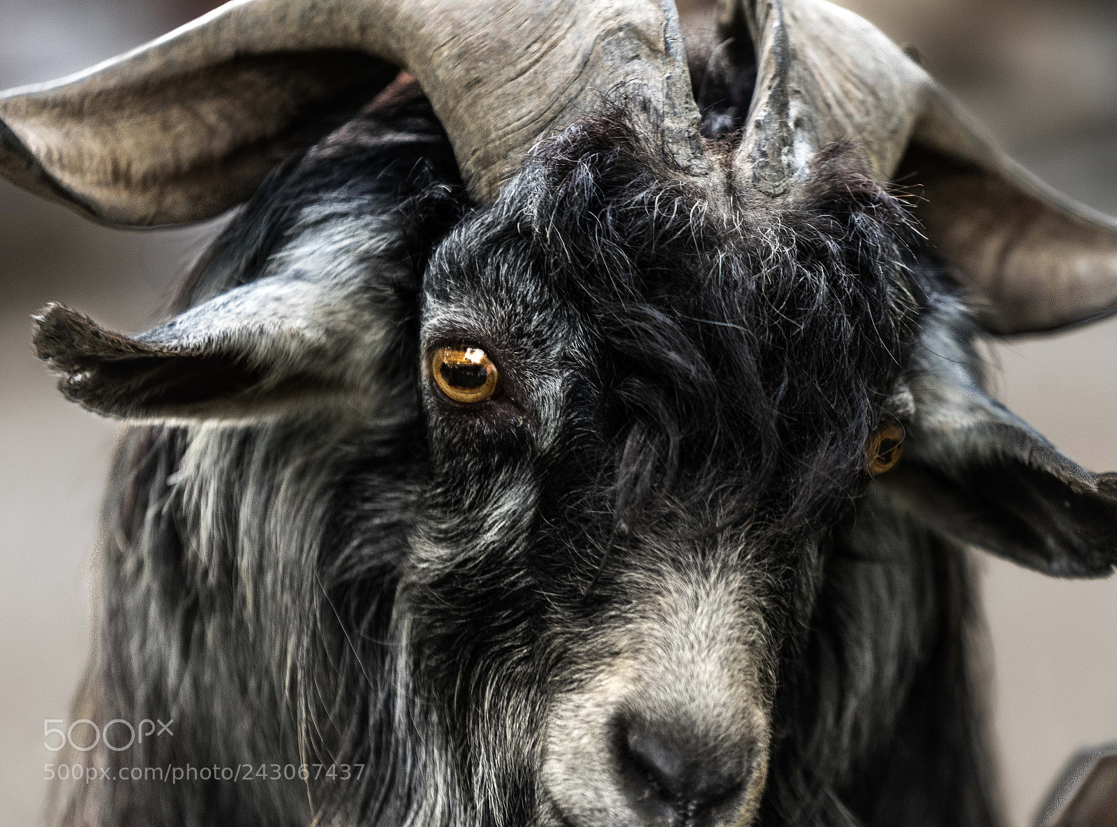 Sony a7 II sample photo. Sheep photography