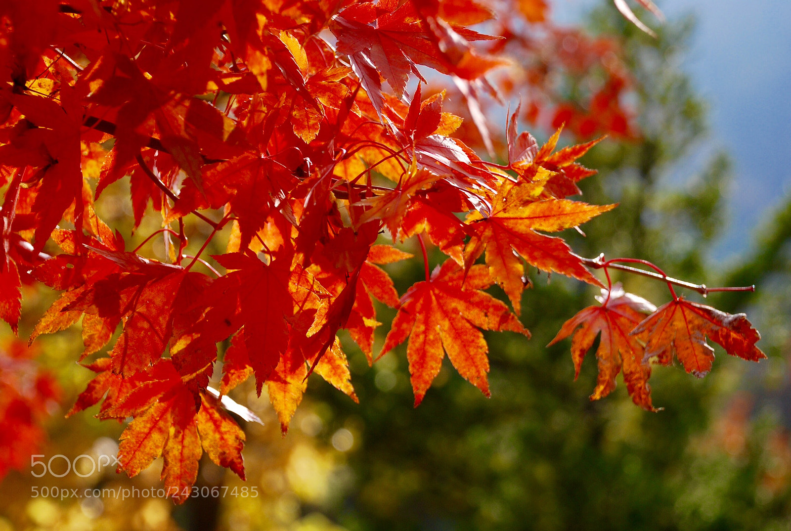 Nikon D80 sample photo. South korea/seoul 南韓/首爾 (180119)* photography