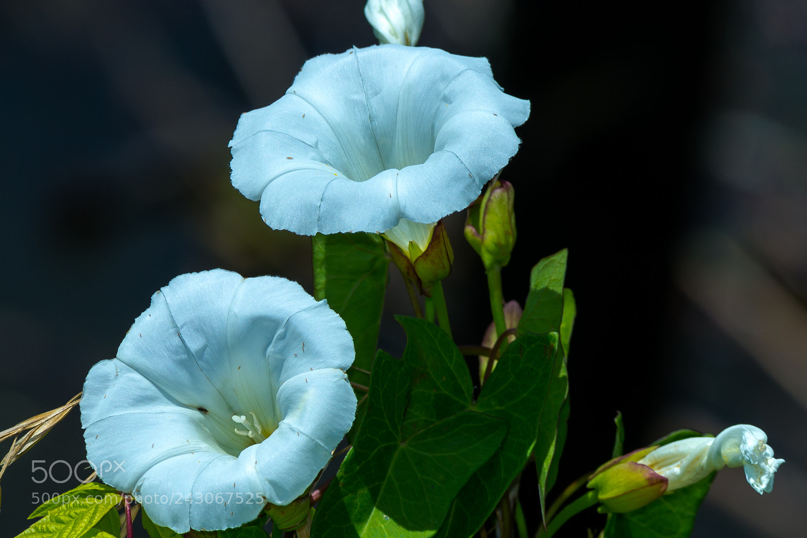 Nikon D3100 sample photo. Blooming photography